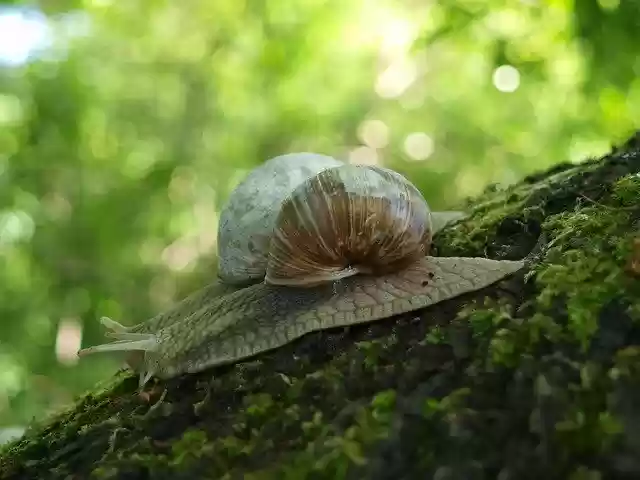 Free download Snail Shell Crawl -  free photo or picture to be edited with GIMP online image editor