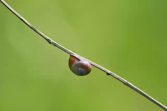 Free download snail shell mollusc background free picture to be edited with GIMP free online image editor