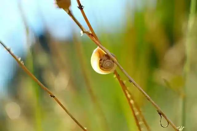 Free download snail shell mollusk gastropod free picture to be edited with GIMP free online image editor