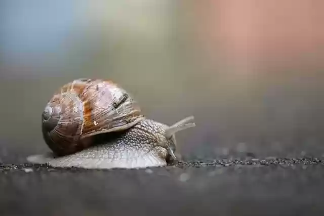 Free download snail shell nature mollusc animal free picture to be edited with GIMP free online image editor