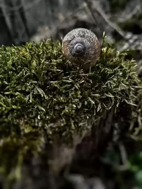 Free download snail shell trees moss forest free picture to be edited with GIMP free online image editor