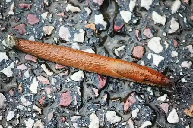 Free download Snail Slug Crawling free photo template to be edited with GIMP online image editor