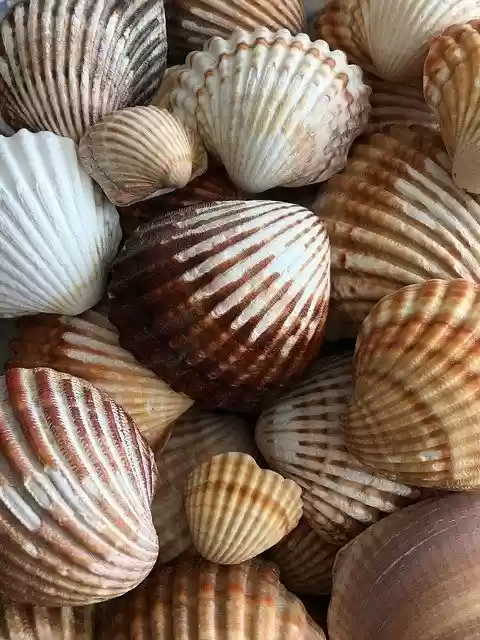 Free download Snails Sea Seashell -  free photo or picture to be edited with GIMP online image editor