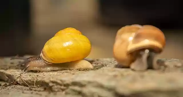 Free download Snails Shell Mollusk -  free photo or picture to be edited with GIMP online image editor