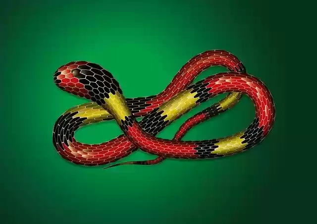 Free download Snake Animals Nature -  free illustration to be edited with GIMP free online image editor