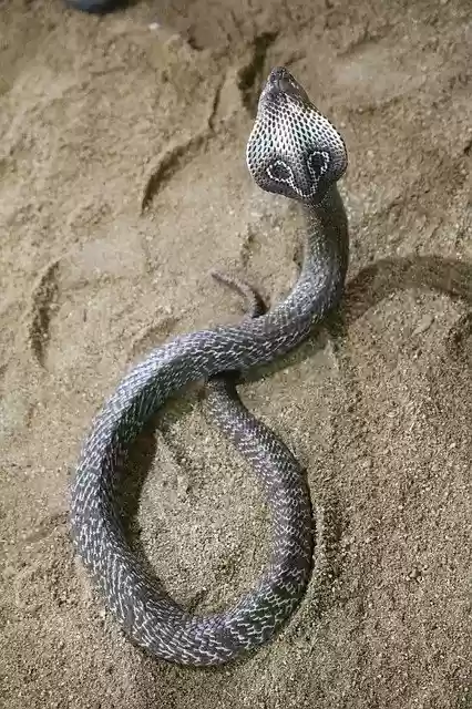 Bezpłatny szablon Snake Nature Poison do edycji za pomocą internetowego edytora obrazów GIMP