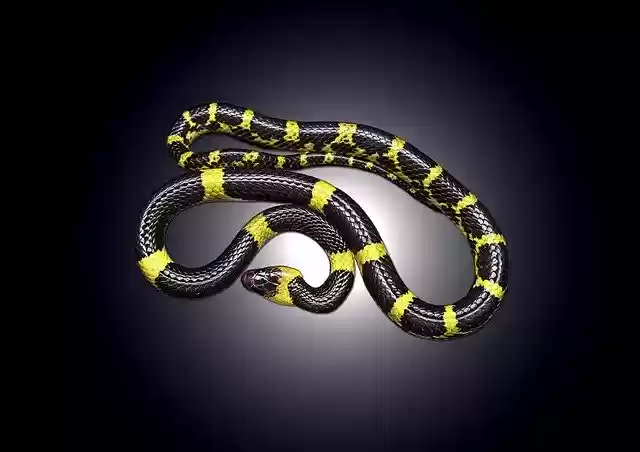 Libreng download Snake Reptile Animal - libreng ilustrasyon na ie-edit gamit ang GIMP na libreng online na editor ng imahe