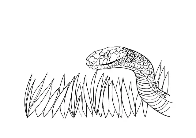 Free download Snake Serpent Drawing -  free illustration to be edited with GIMP free online image editor