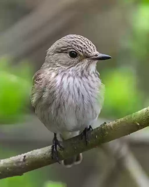 Free download snapper songbird bird animal free picture to be edited with GIMP free online image editor