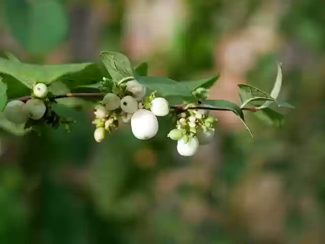 Free download Snow Berry Teufelsmoor Autumn -  free free photo or picture to be edited with GIMP online image editor