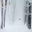 Snow Bird Forest Theme  screen for extension Chrome web store in OffiDocs Chromium