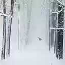 Snow Bird HD Wallpaper Theme  screen for extension Chrome web store in OffiDocs Chromium