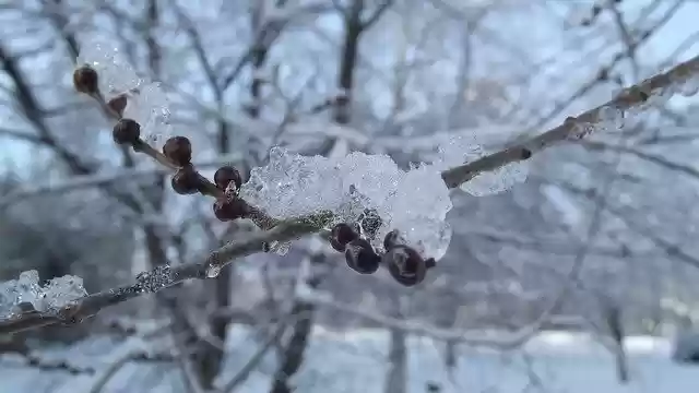 Free download Snow Branch Winter free photo template to be edited with GIMP online image editor