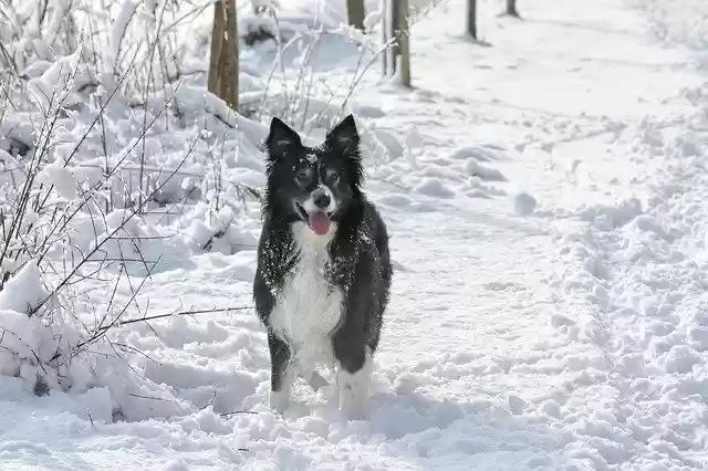 Free download Snow Dog Border free photo template to be edited with GIMP online image editor
