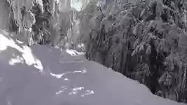 Free download Snow Fir Snowy Trees -  free video to be edited with OpenShot online video editor