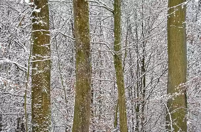 Free download Snow Forest Winter free photo template to be edited with GIMP online image editor