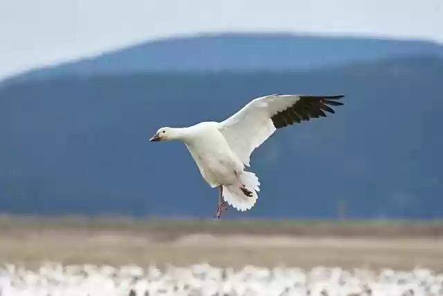 Free download snow geese bird flying nature free picture to be edited with GIMP free online image editor