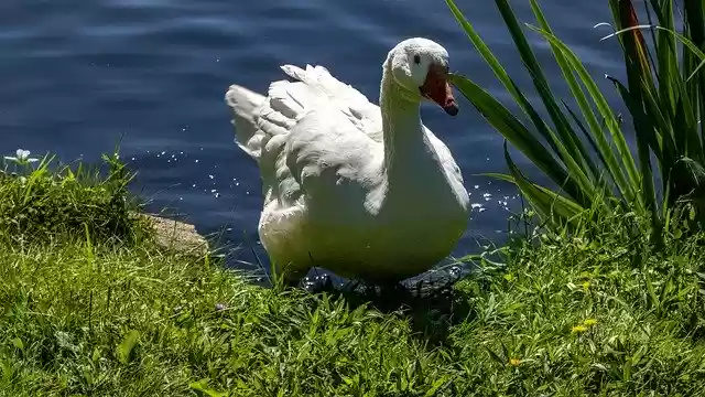 Free download Snow Goose Waterfowl Birds -  free photo or picture to be edited with GIMP online image editor