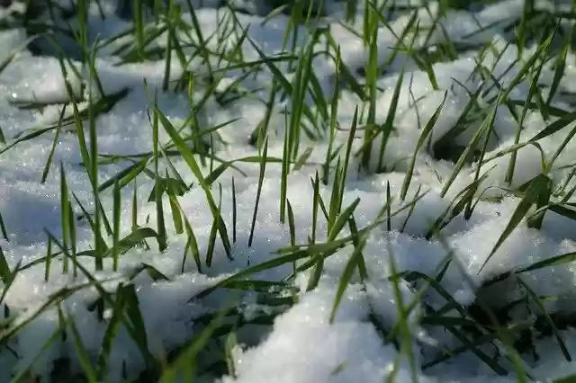 Free download Snow Grass Winter -  free photo or picture to be edited with GIMP online image editor
