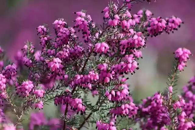 Free download snow heath spring heath erika free picture to be edited with GIMP free online image editor