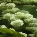 Snow Hydrangea Wallpaper  screen for extension Chrome web store in OffiDocs Chromium