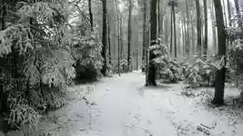 Free download Snow Landscape Snowy free video to be edited with OpenShot online video editor