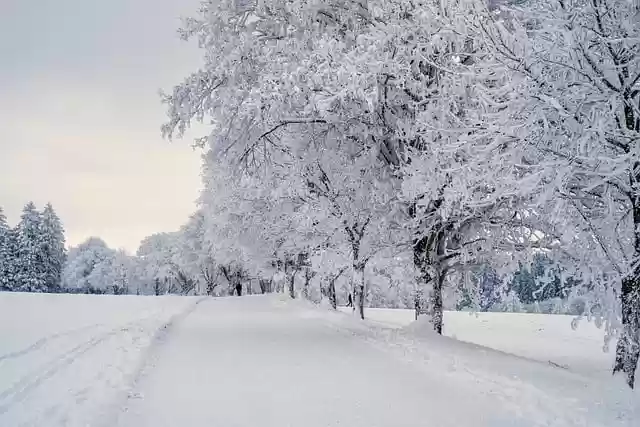 Free download snow landscape trees free picture to be edited with GIMP free online image editor