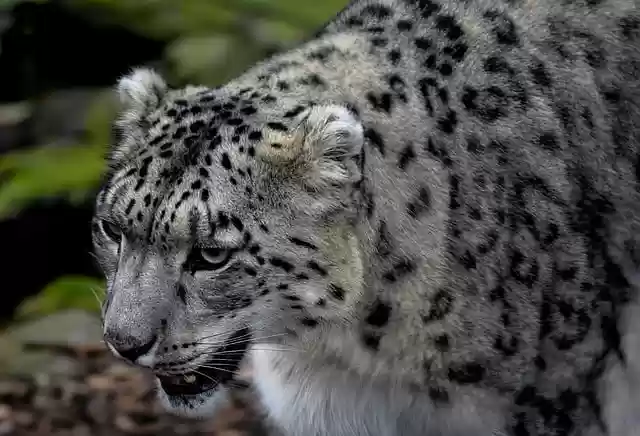 Free download snow leopard leopard feline mammal free picture to be edited with GIMP free online image editor