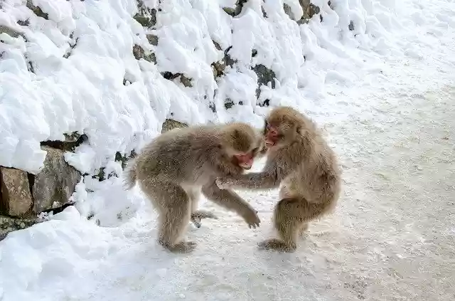 Free download Snow Monkey Japanese Macaque Japan -  free photo or picture to be edited with GIMP online image editor