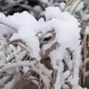 Snow on dry grass  screen for extension Chrome web store in OffiDocs Chromium