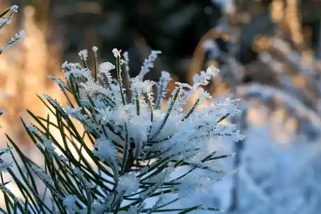Free download snow pine needles frost winter free picture to be edited with GIMP free online image editor