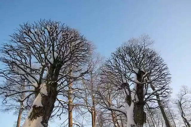 Free download Snow Russia Tree -  free photo or picture to be edited with GIMP online image editor