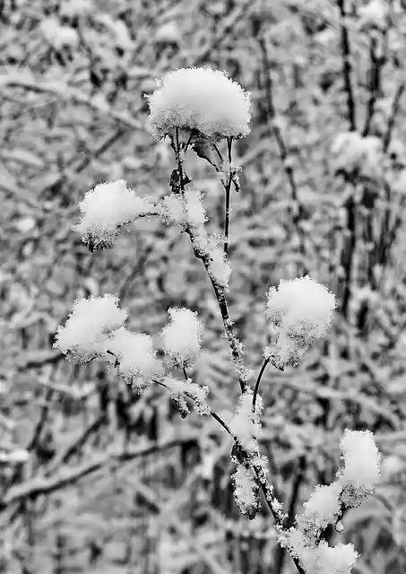 Free download Snow Snowflake Snowflakes -  free photo or picture to be edited with GIMP online image editor