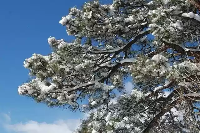Free download Snow Tree Nature -  free illustration to be edited with GIMP free online image editor