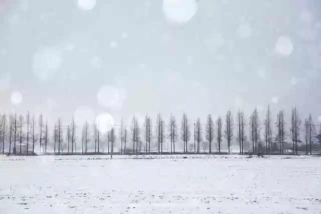 Free download snow trees nature season winter free picture to be edited with GIMP free online image editor