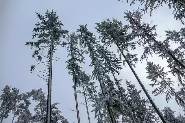 Безкоштовно завантажити безкоштовний шаблон фотографій «Зимові снігові дерева», який можна редагувати за допомогою онлайн-редактору зображень GIMP