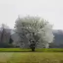 Snow white flower tree  screen for extension Chrome web store in OffiDocs Chromium