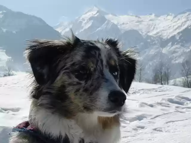 Free download snow winter cold nature mountain free picture to be edited with GIMP free online image editor