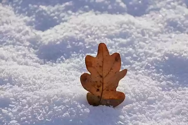 Descarga gratis nieve invierno hoja fondo naturaleza imagen gratis para editar con GIMP editor de imágenes en línea gratuito