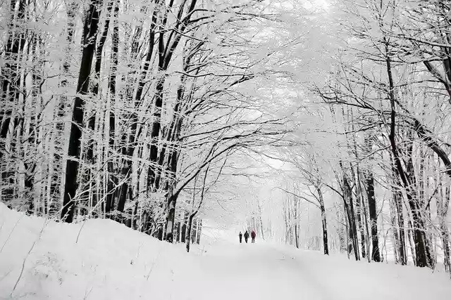 Free download snow winter path people trees free picture to be edited with GIMP free online image editor