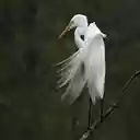 Snowy egret  screen for extension Chrome web store in OffiDocs Chromium