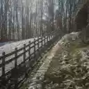 Snowy Pathway Along a Forest in Winter  screen for extension Chrome web store in OffiDocs Chromium