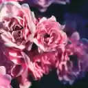 Soft Pink Roses Theme  screen for extension Chrome web store in OffiDocs Chromium