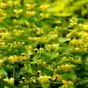 Soft stemmed Flowering Plants  screen for extension Chrome web store in OffiDocs Chromium