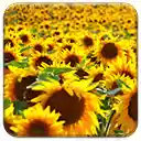 Solarized Sunflowers  screen for extension Chrome web store in OffiDocs Chromium