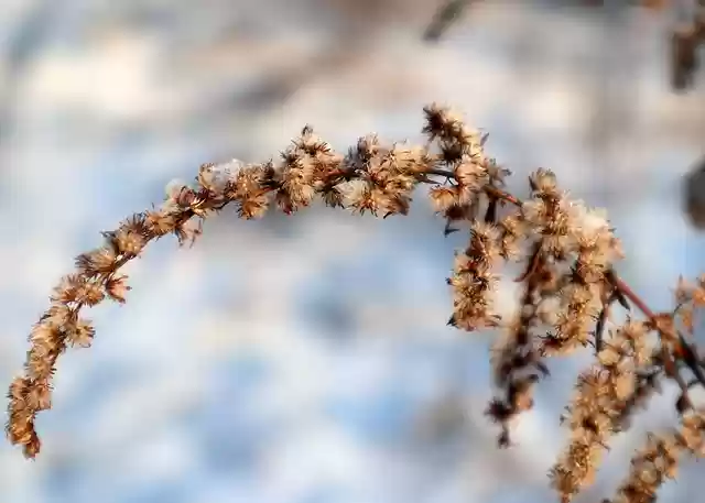 Free download solidago dry snow winter cold free picture to be edited with GIMP free online image editor