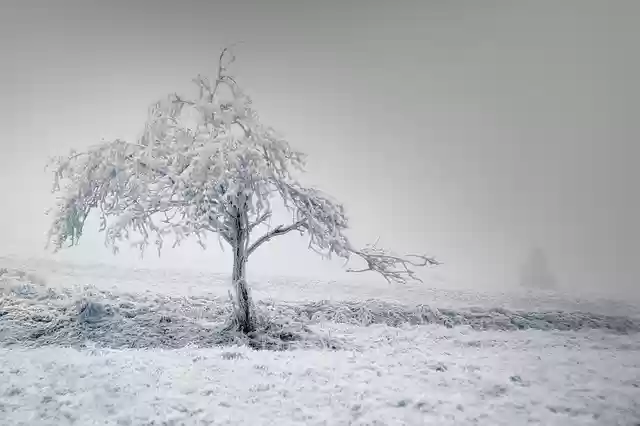 Free download solitaire tree winter frost snow free picture to be edited with GIMP free online image editor