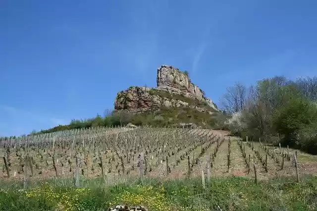 Free download Solutré Burgundy Vine -  free photo or picture to be edited with GIMP online image editor
