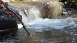 Free download Source Nature Forest -  free video to be edited with OpenShot online video editor