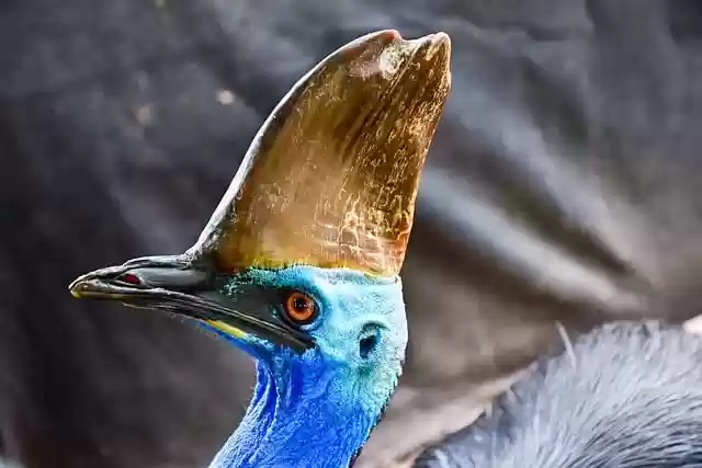 Free download southern cassowary bird cassowary free picture to be edited with GIMP free online image editor